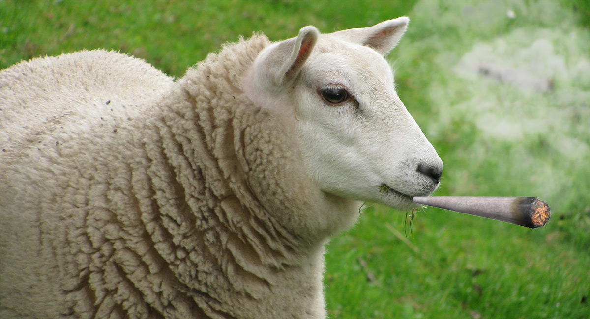 sheep-smoking.jpg