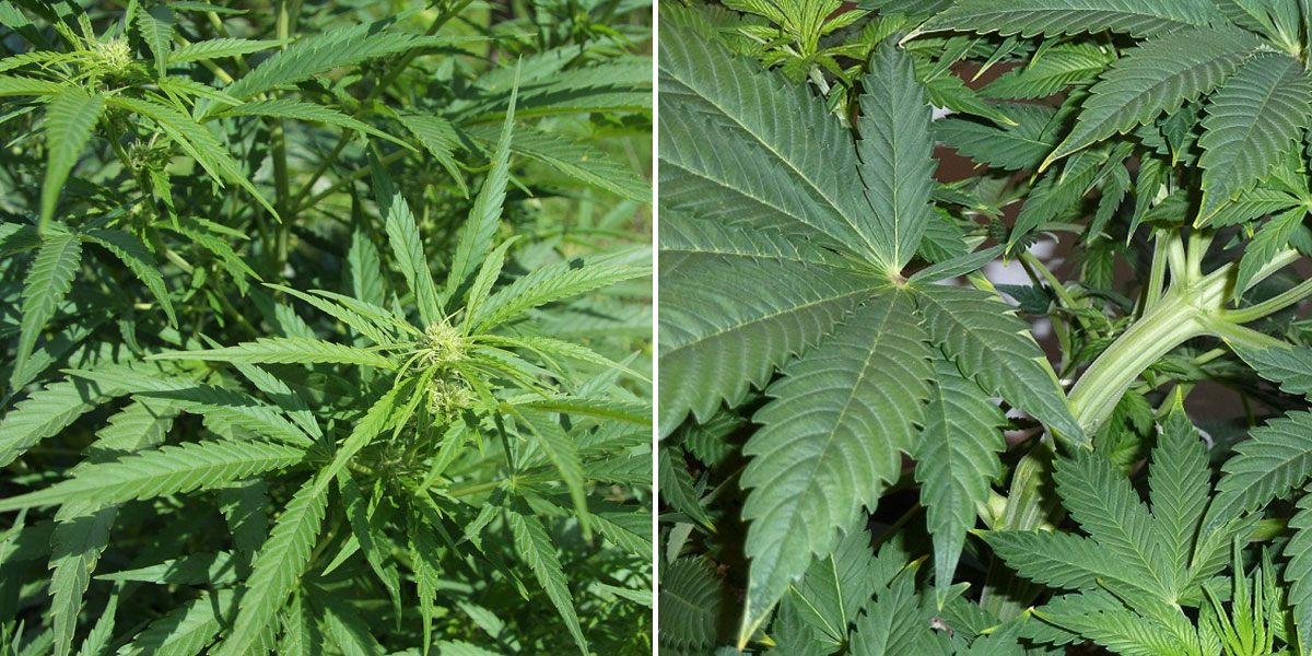 Meatholes Sativa