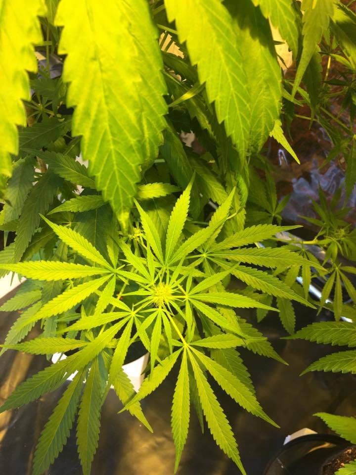 Nine plants that contain therapeutic cannabinoids (other than cannabis