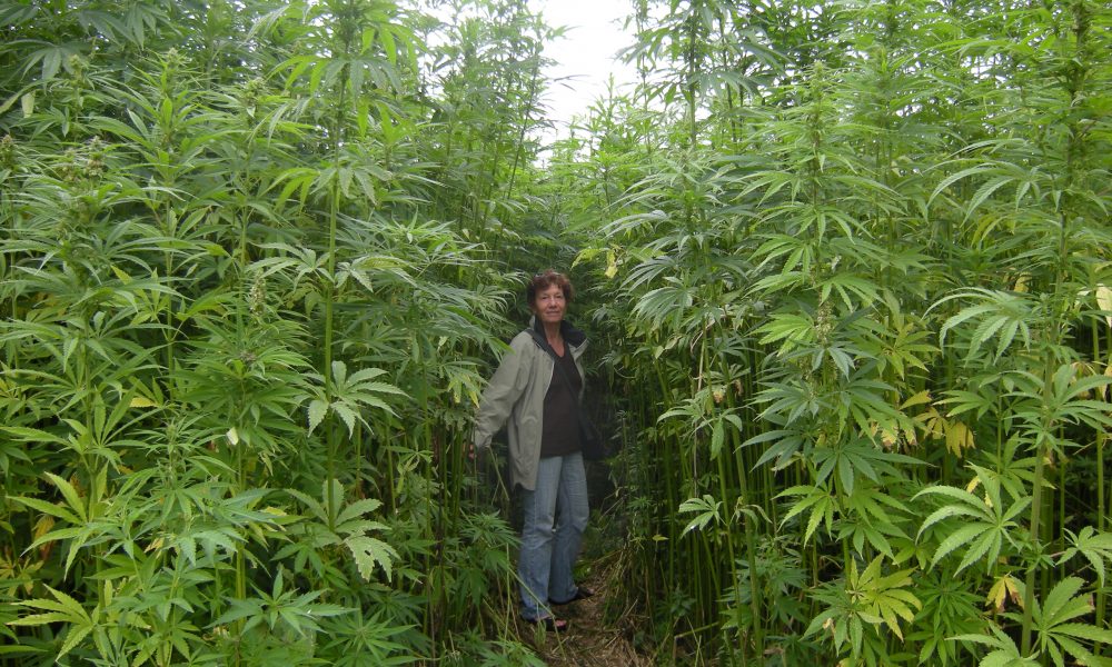 Working at a Cali weed farm "Incredibly relaxed" Dopamine