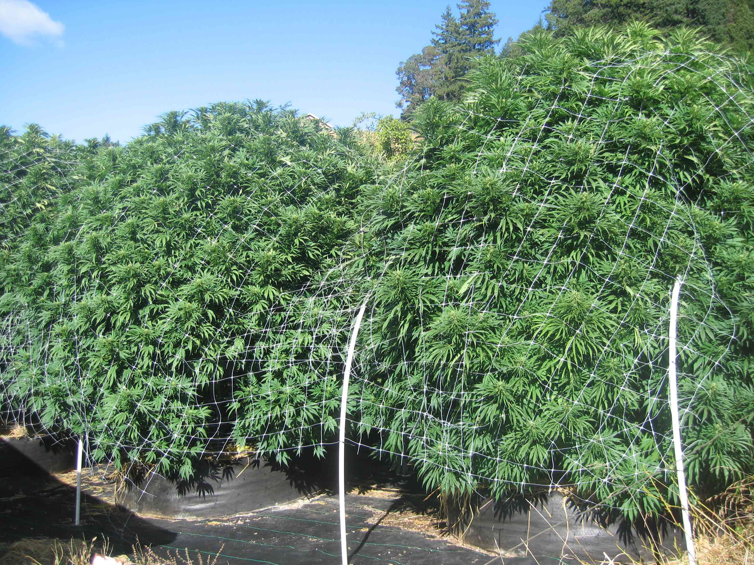 Second stage trellis netting. c: Jorge Cervantes